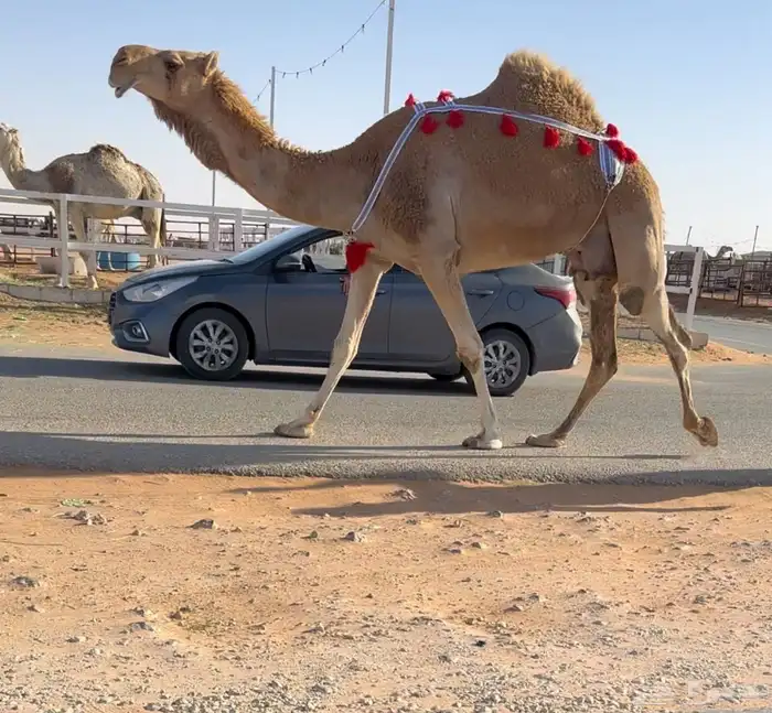 للبيع خلفه طيبه وتنسفط 1