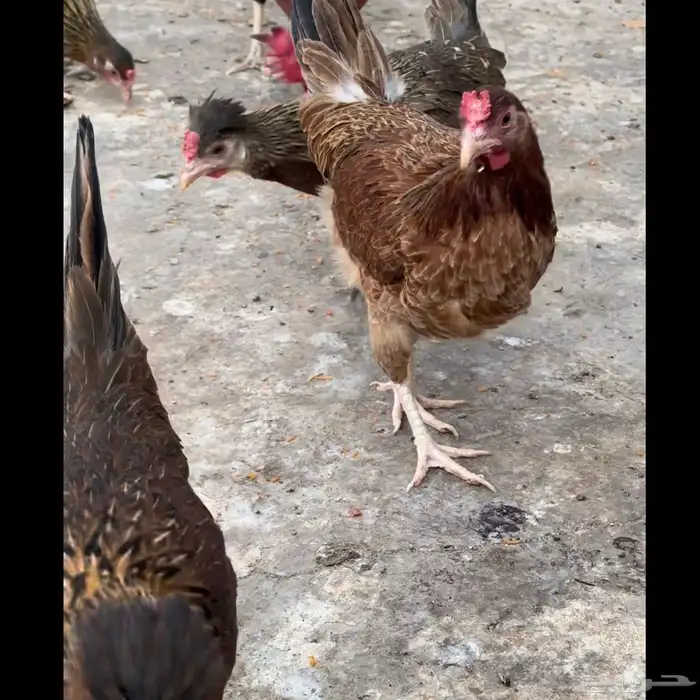 فروخ عربي فري 6
