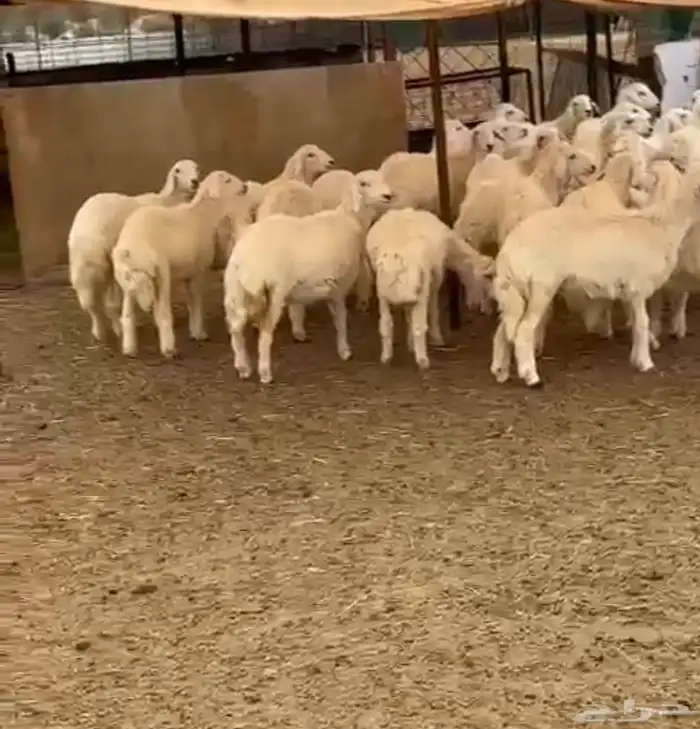 رخال ضحايا 0