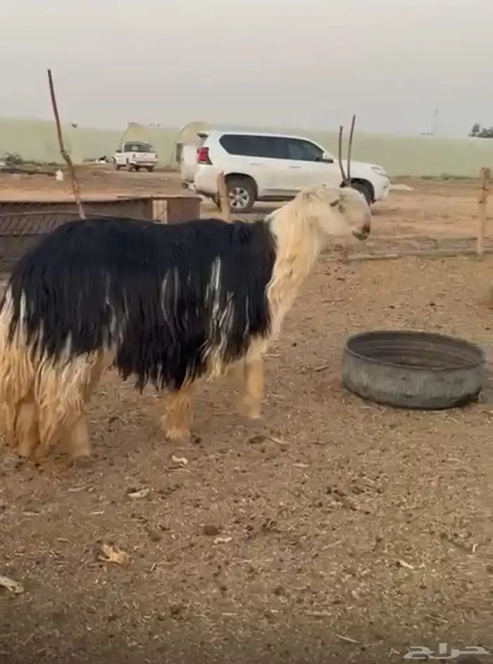 تم البيع نجدي فحل صنف جبار وعظم 2