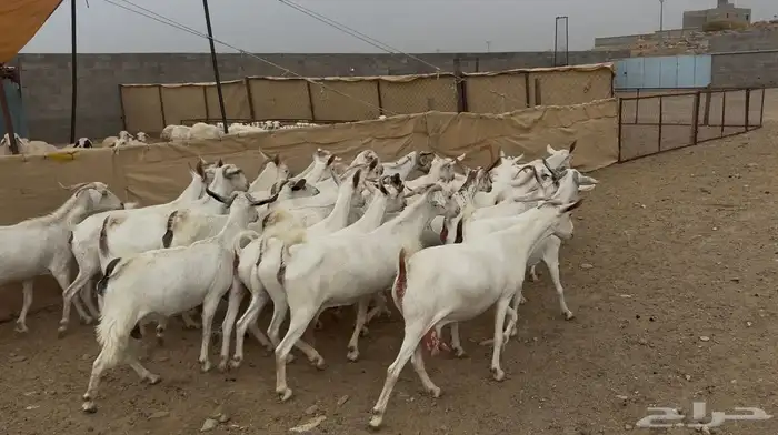 26 من المعزا ريمات كفو تم البيع 7