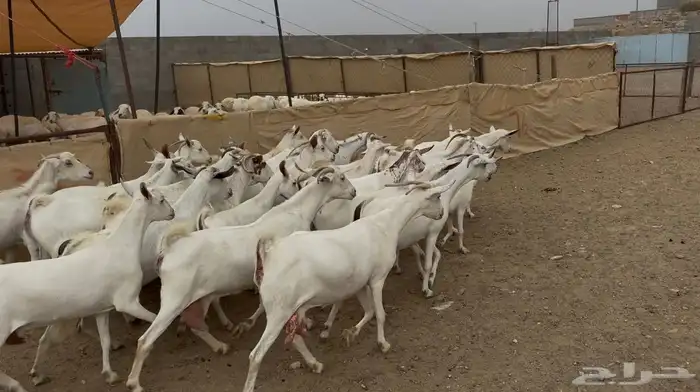 26 من المعزا ريمات كفو تم البيع 8