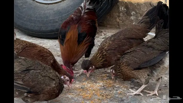 فروخ عربي فري 4