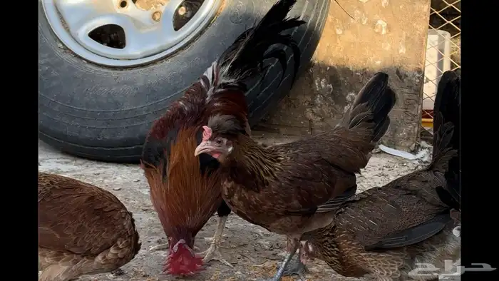 فروخ عربي فري 3