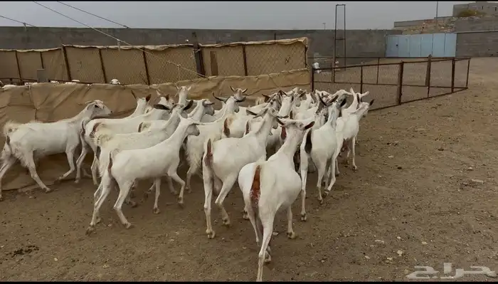 26 من المعزا ريمات كفو تم البيع 6