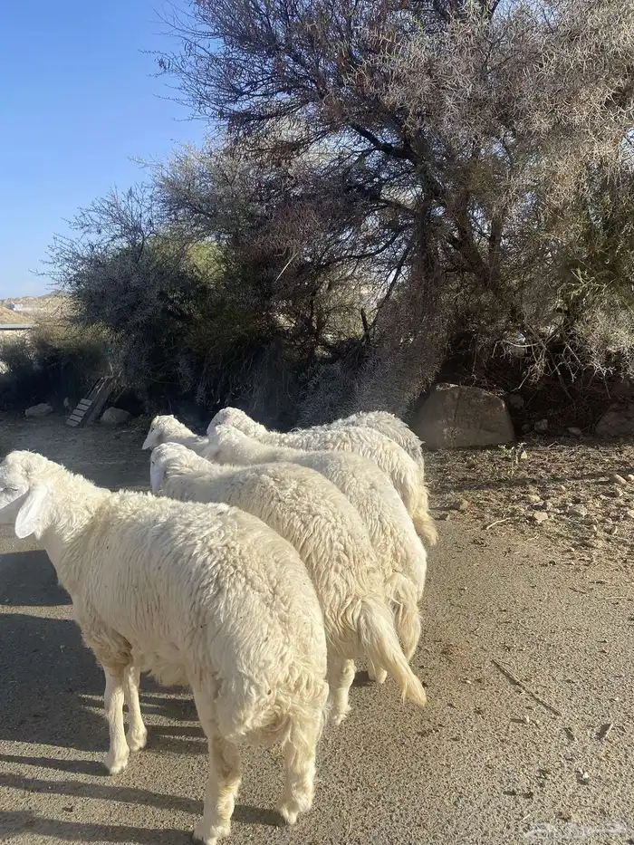 طليان حري تم البيع تم البيع خارج 4