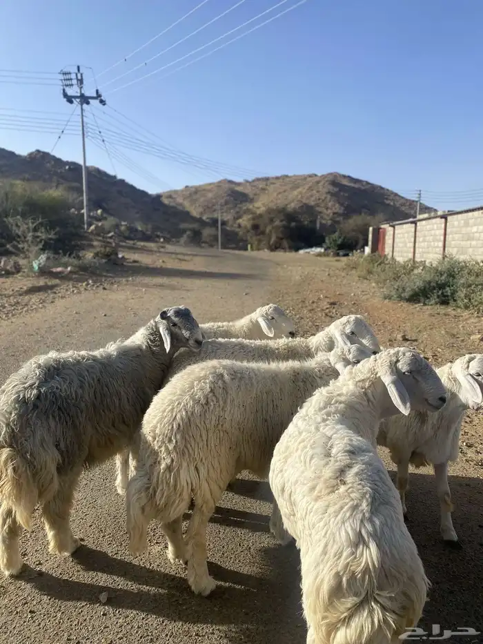 طليان حري تم البيع تم البيع خارج 3