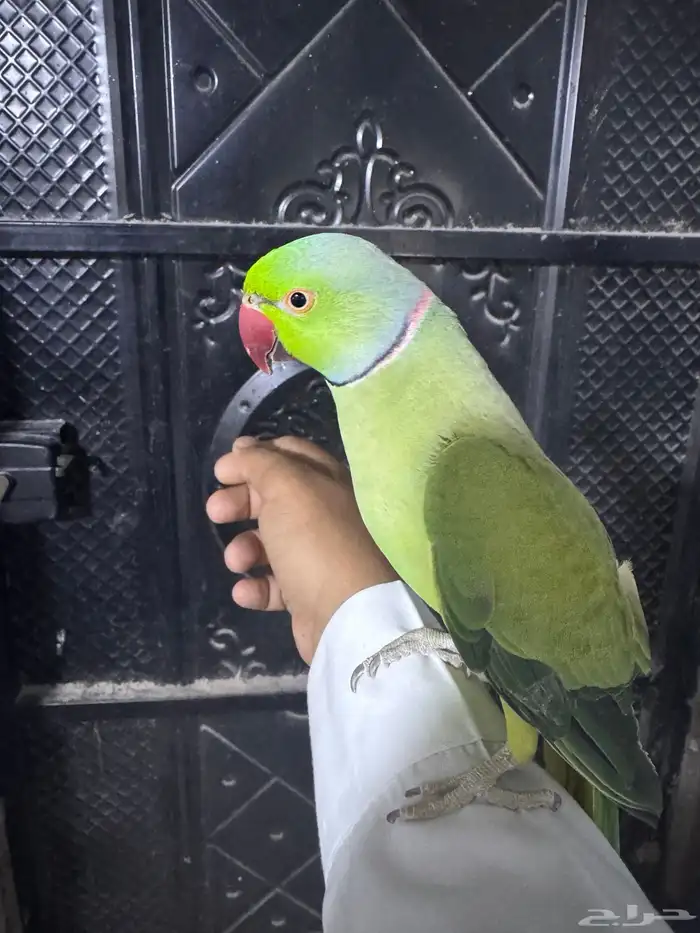 ذكر دره هندي اليف(تم البيع) 0