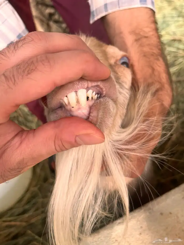 فحل ماعز قزم طيب من الفواخر لون وجرم 5