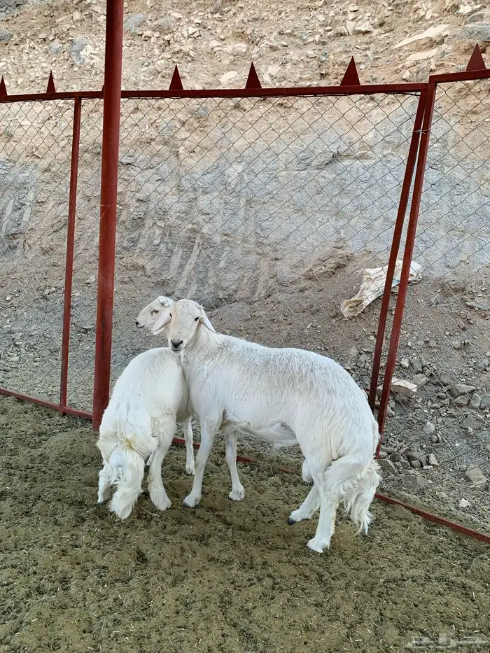خروووف فحل مشروط ثني (تم البيع) 12