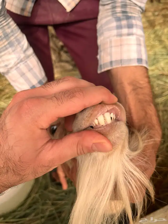 فحل ماعز قزم طيب من الفواخر لون وجرم 6