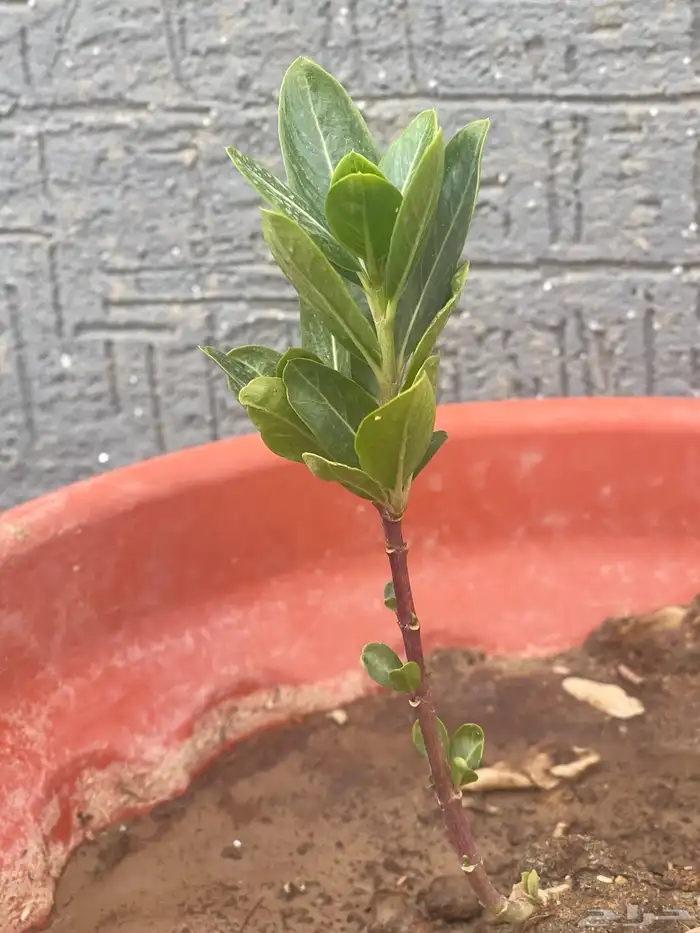 شتلات أزهار الونكا المزهره طوال العام 1