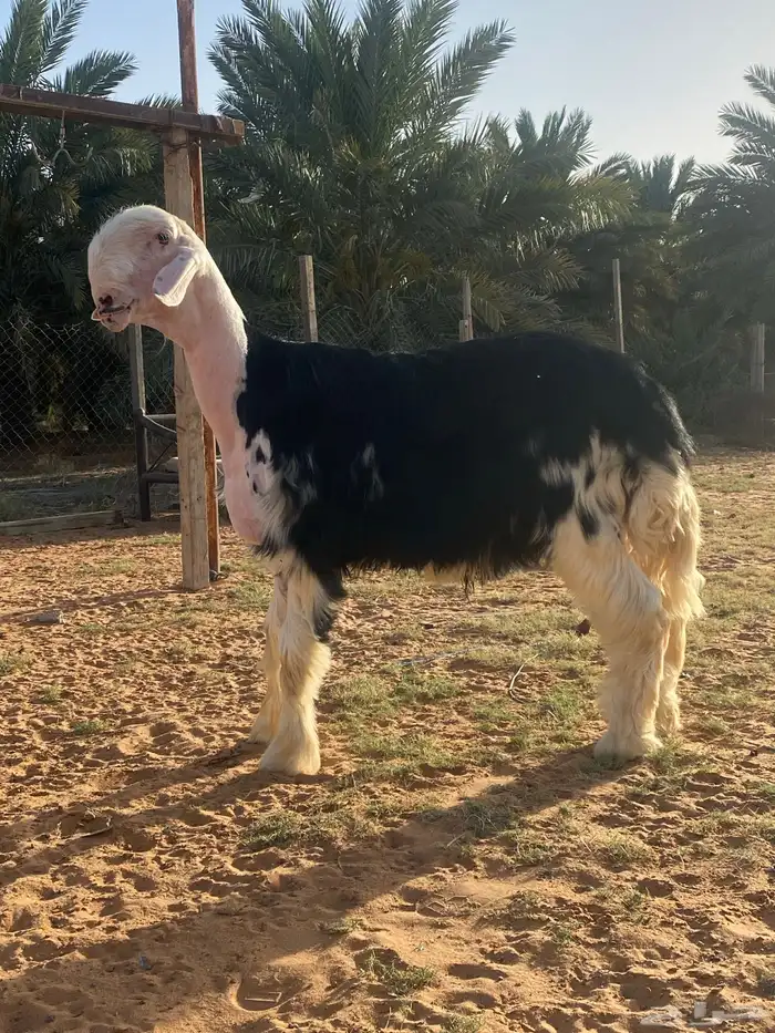 ( تم البيع )طلي نجدي صنف مشروط 0