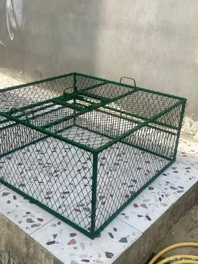 حمام مصيده 1