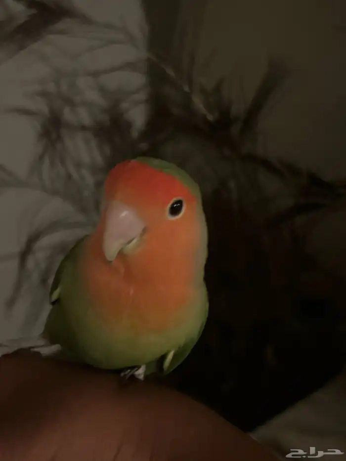 روز هدد داخلي شبه خارجي(تم البيع) 1