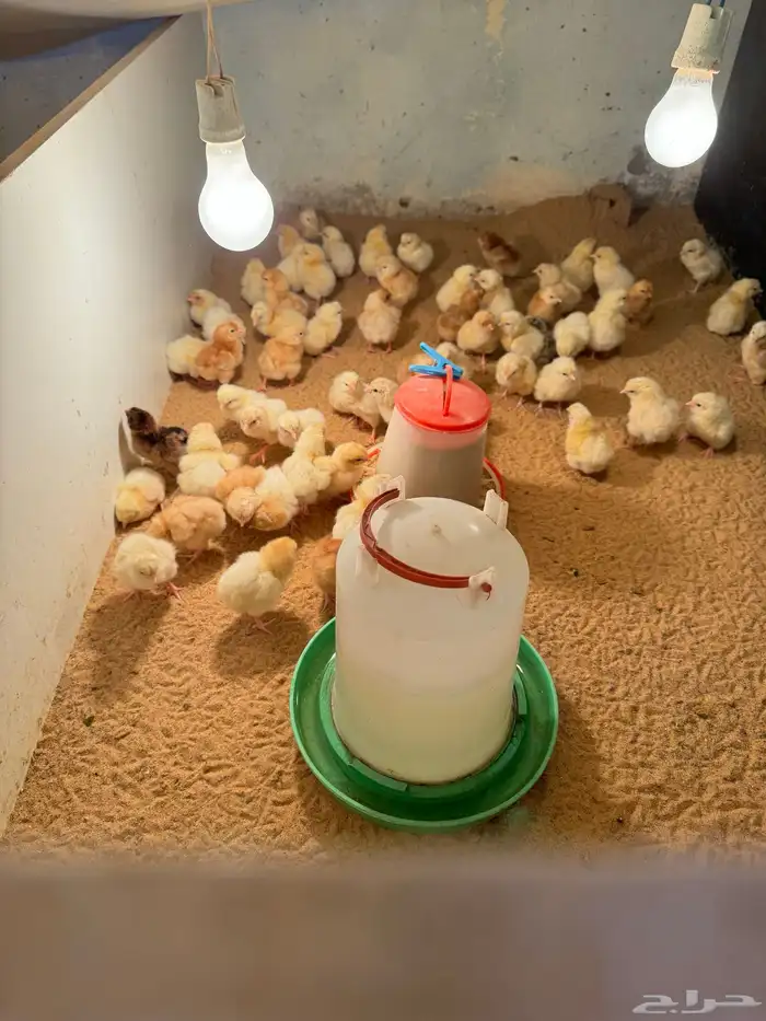 صوص صيصان لوهمن لوهمان براون بيور دم صافي 10