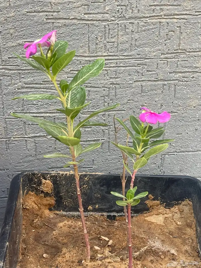 شتلات أزهار الونكا المزهره طوال العام 2