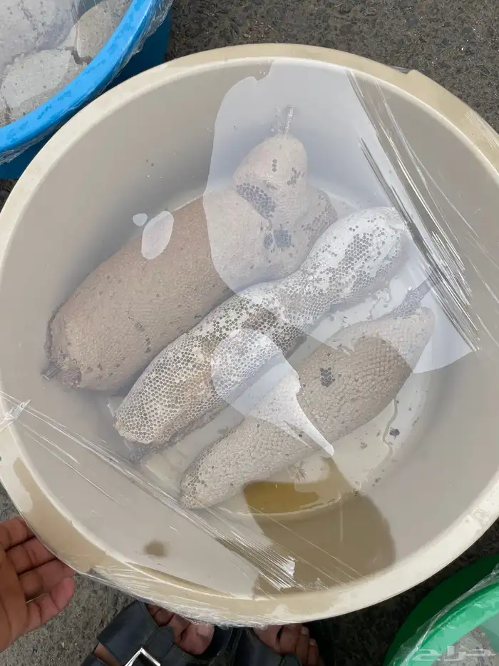 عسل بري مضمون ونضيف وسعره رخيص 1