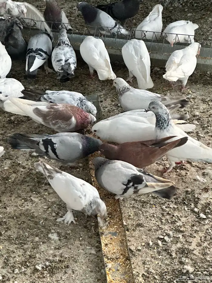 حمام للبيع 8