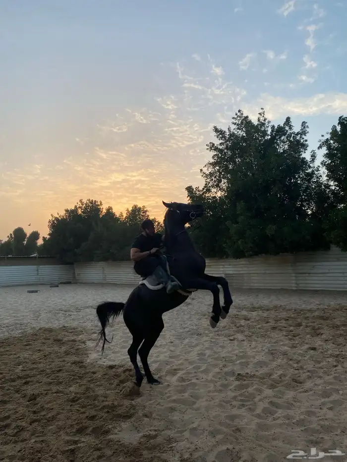 دورة تدريب ركوب الخيل 0