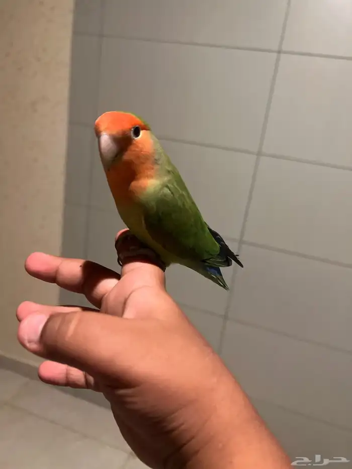 روز هدد داخلي شبه خارجي(تم البيع) 2