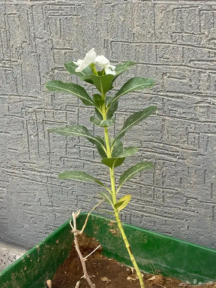 شتلات أزهار الونكا المزهره طوال العام 0