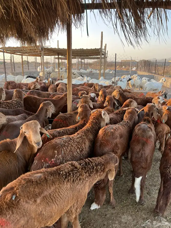 طليان سواكن حمري اضاحي 0