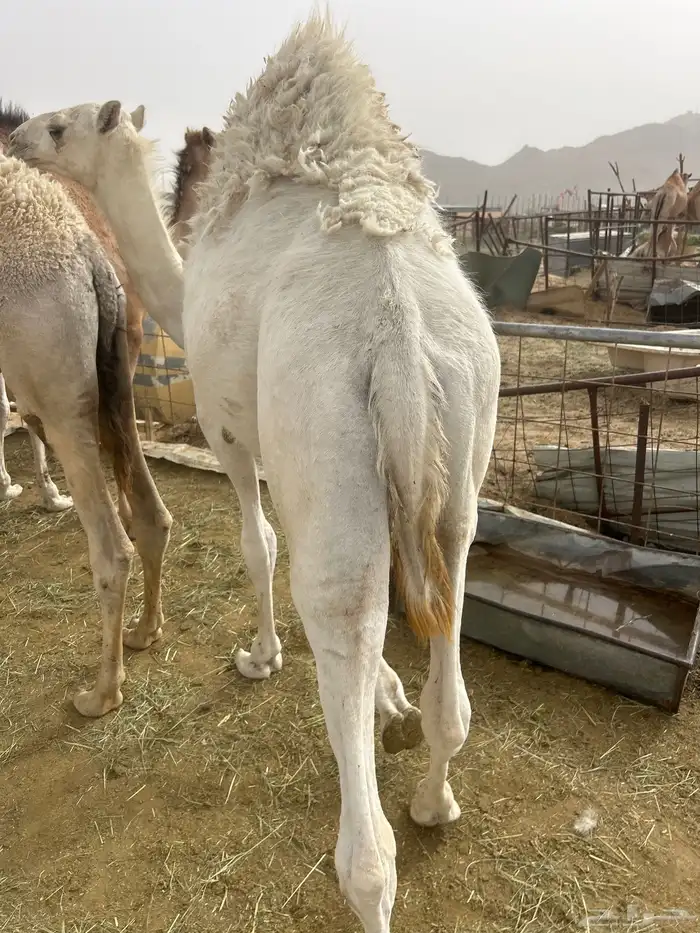 قعدان كفو زواجات أو مبادي البيع اتواصل 2