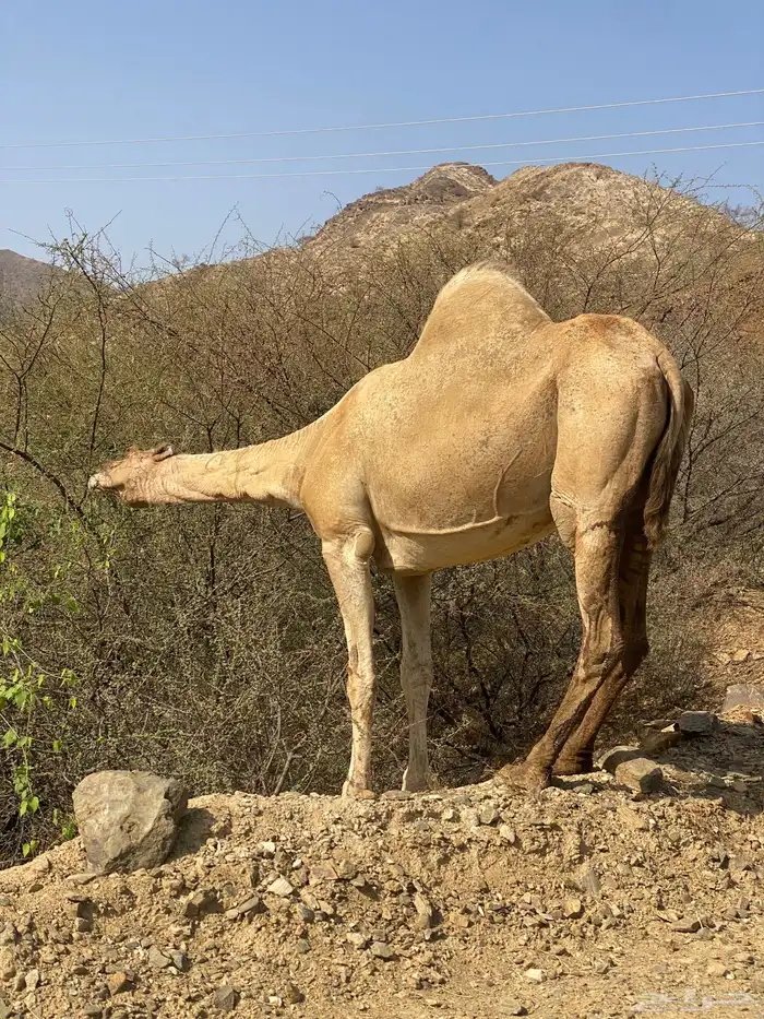 ناقه جنب للبيع 1