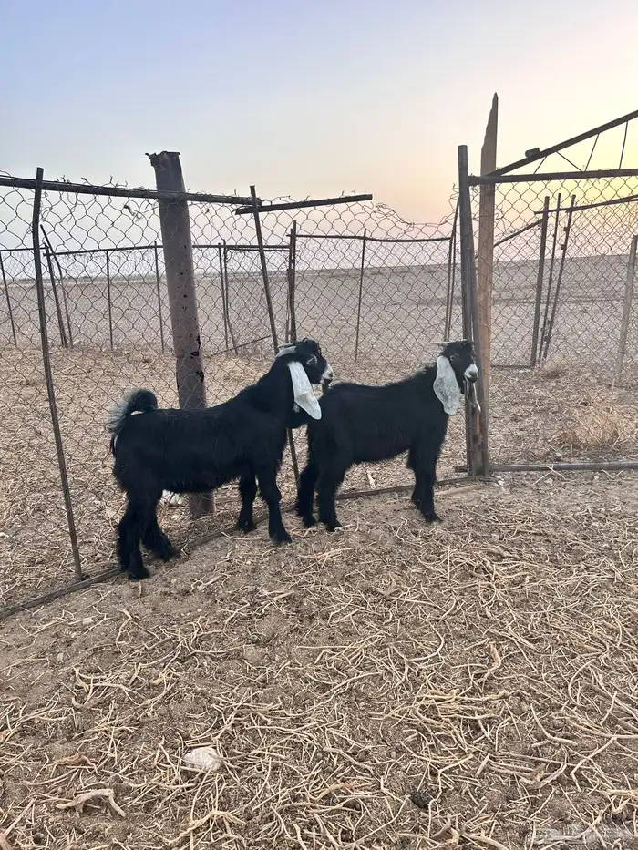 تيوس طيبات للبيع 0