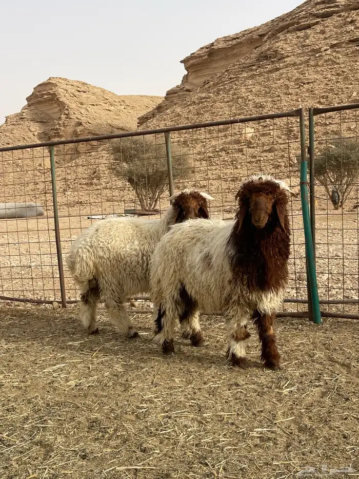 طليان نعيم جذعات 3