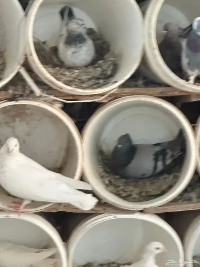 حمام للبيع 6