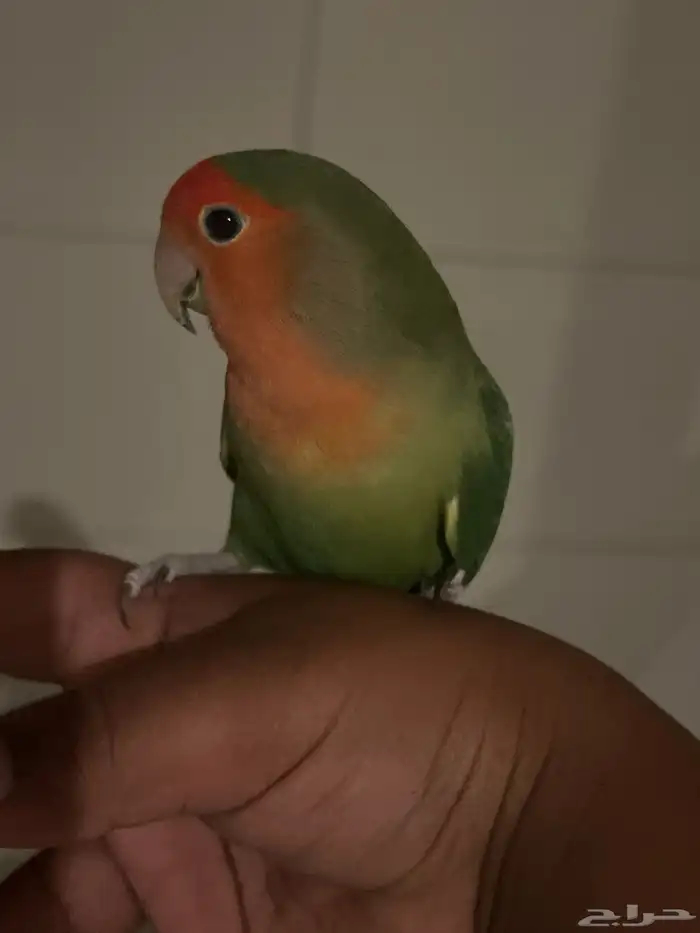 روز هدد داخلي شبه خارجي(تم البيع) 0