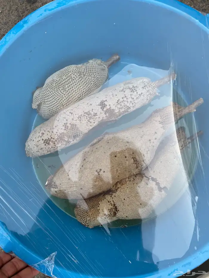 عسل بري مضمون ونضيف وسعره رخيص 2