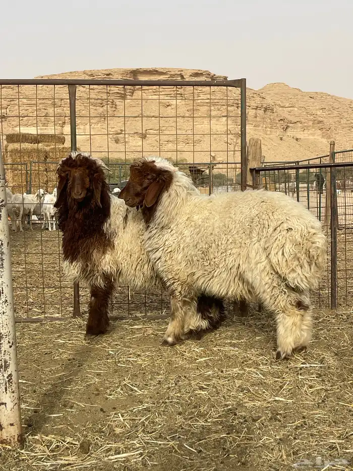 طليان نعيم جذعات 1