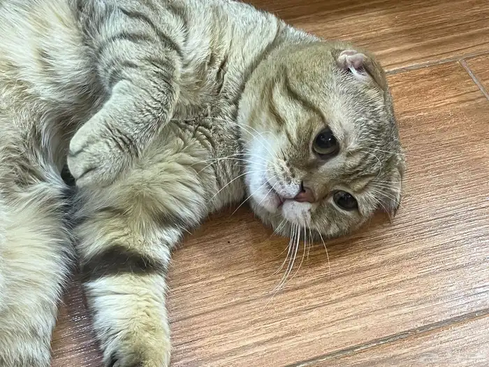 سكتش فولد ذكر منتج سليم من الامراض 0