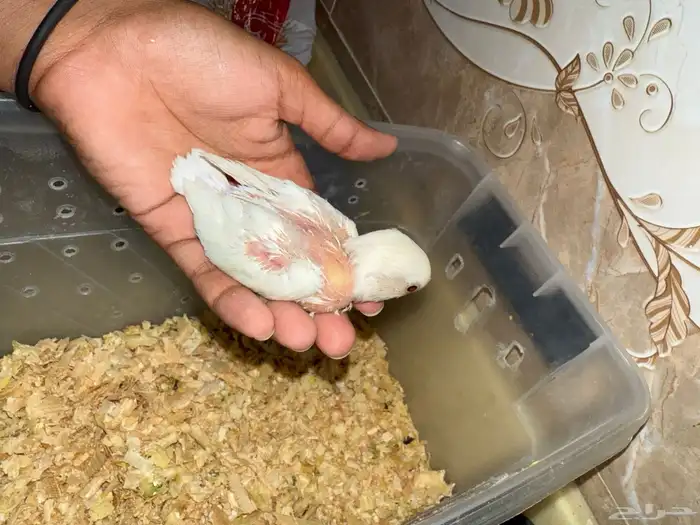 فروخ روز الالبينو تم البييع 1
