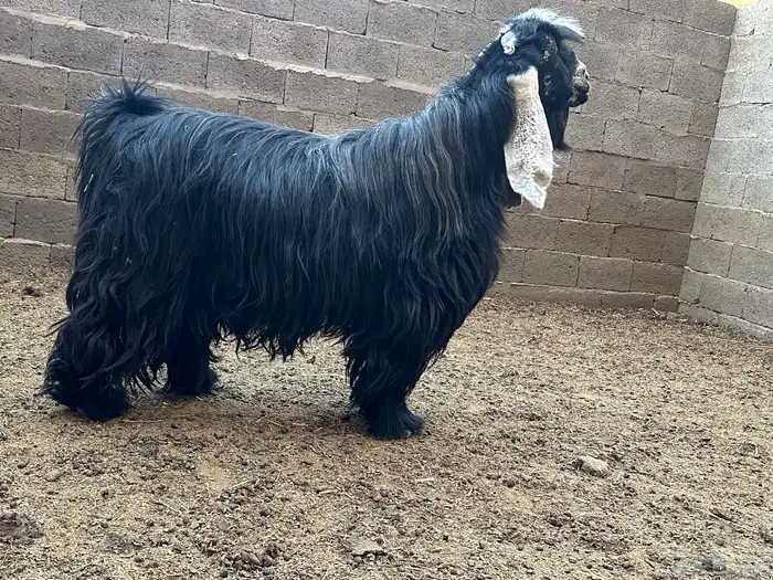 فحل عارضي صنف ضغط عالي حااار بالقريع 4