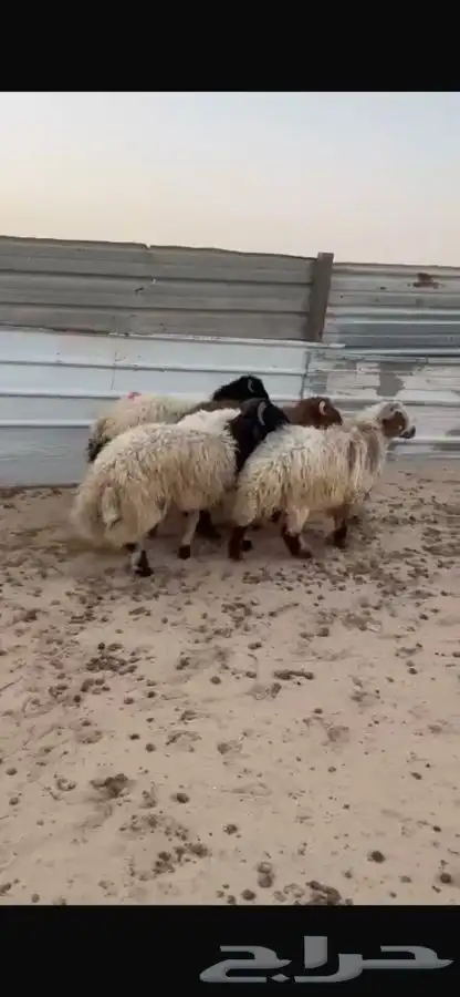 خرفان 1