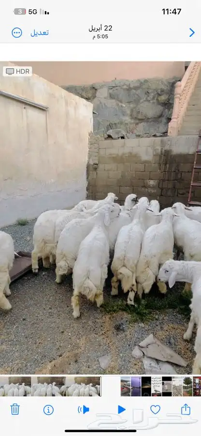 طليان تم البيييع 2