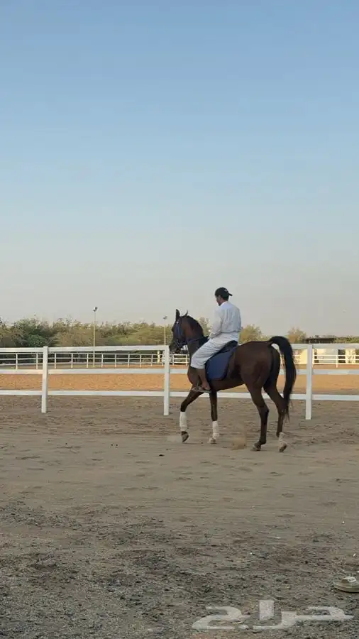 مربط العقيد رابغ الايواء 650 1