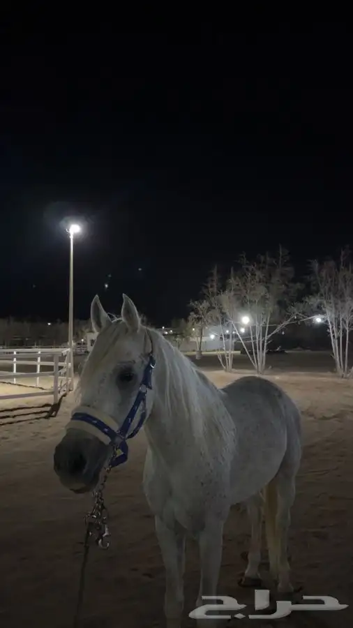 مربط العقيد رابغ الايواء 650 0