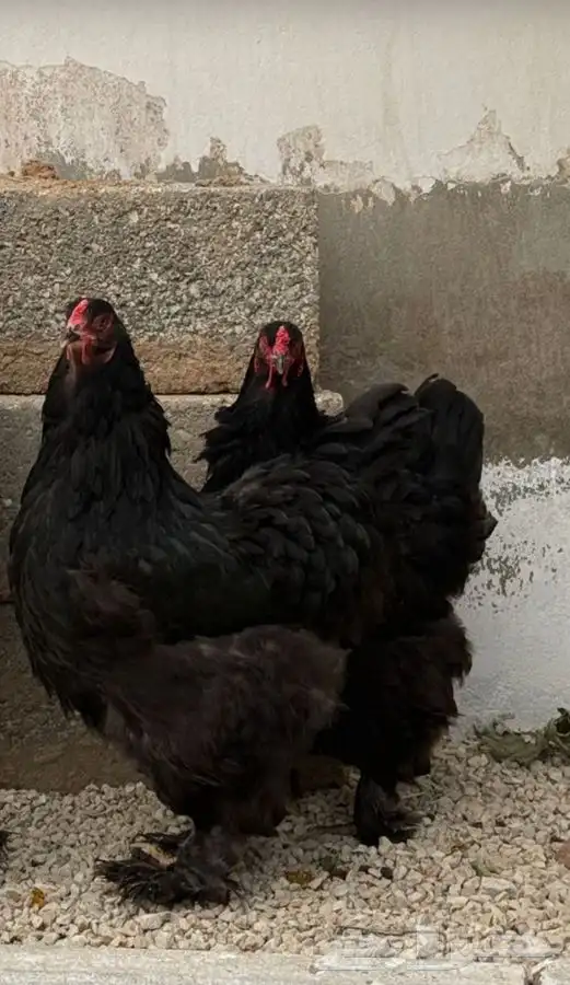 صوص براهما ( تم البيع ) 1