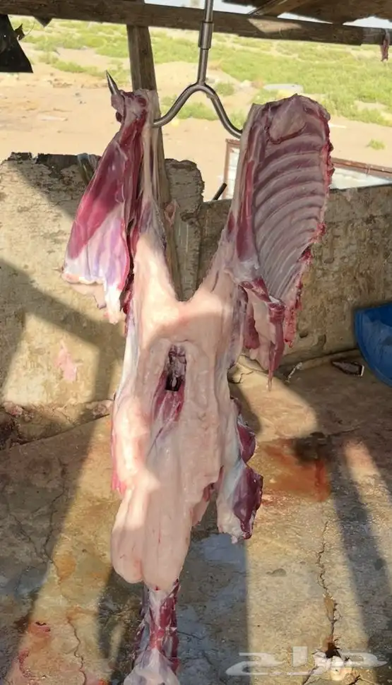 ذبايح 0