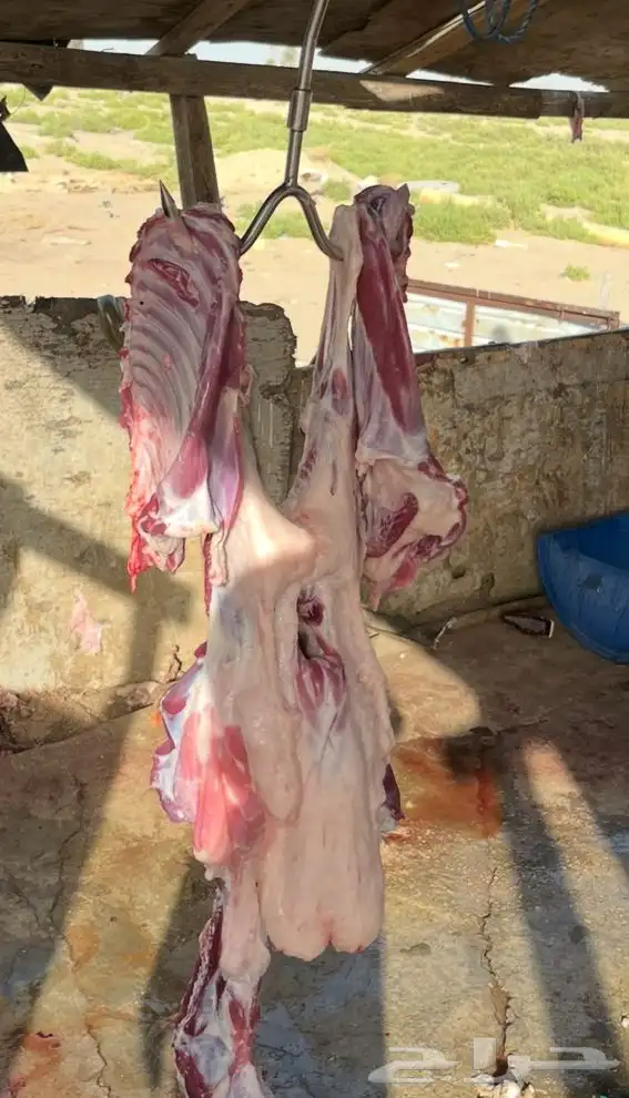 ذبايح 1