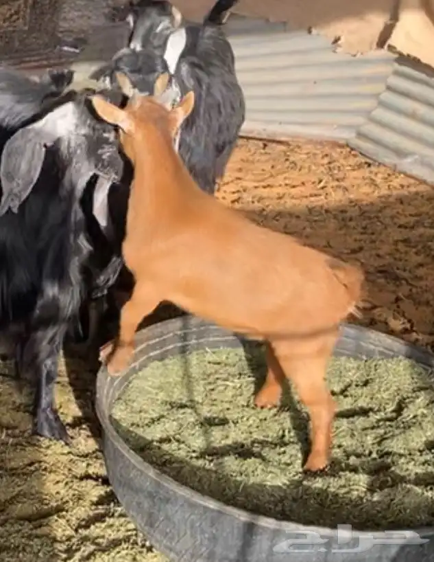 تيس قزم 1