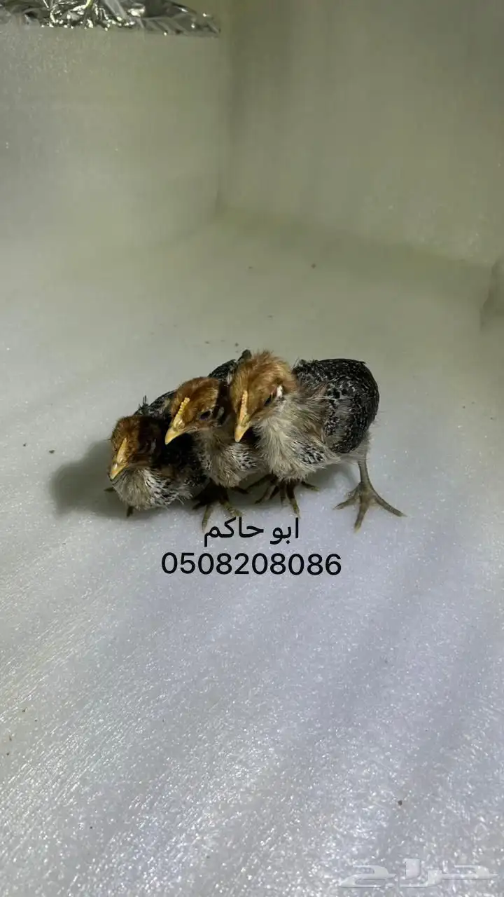 فروخ فيومي 8