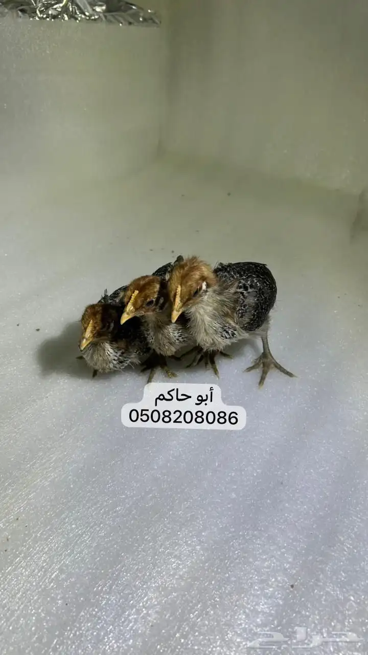 فروخ فيومي 5