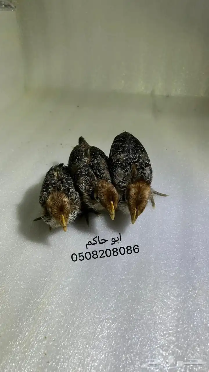 فروخ فيومي 7