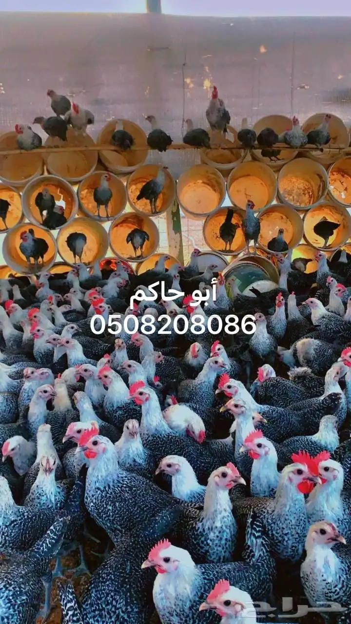 فروخ فيومي 6